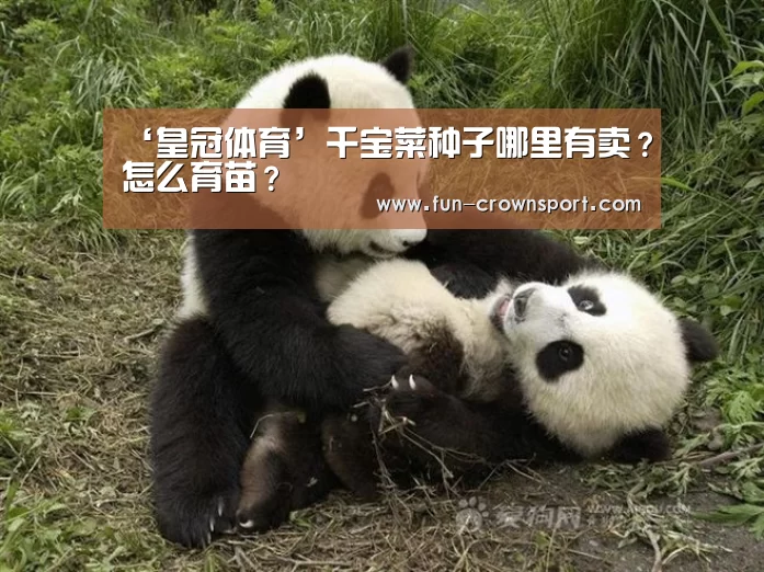 ‘皇冠体育’千宝菜种子哪里有卖?怎么育苗?(图3) 皇冠体育官网